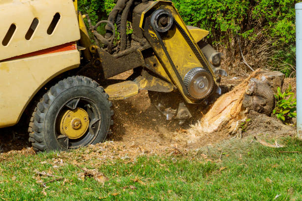 Best Tree and Shrub Care  in USA